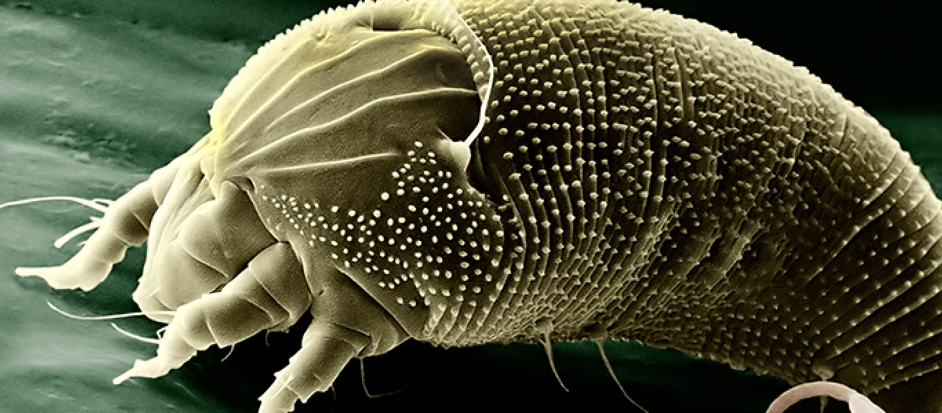 Ακάρεα: Πώς θα τα διώξετε από το στρώμα σας